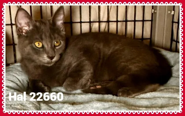 A baby small-sized male Gray / Blue / Silver Domestic Short Hair cat named Hal for adoption in Marietta, GA