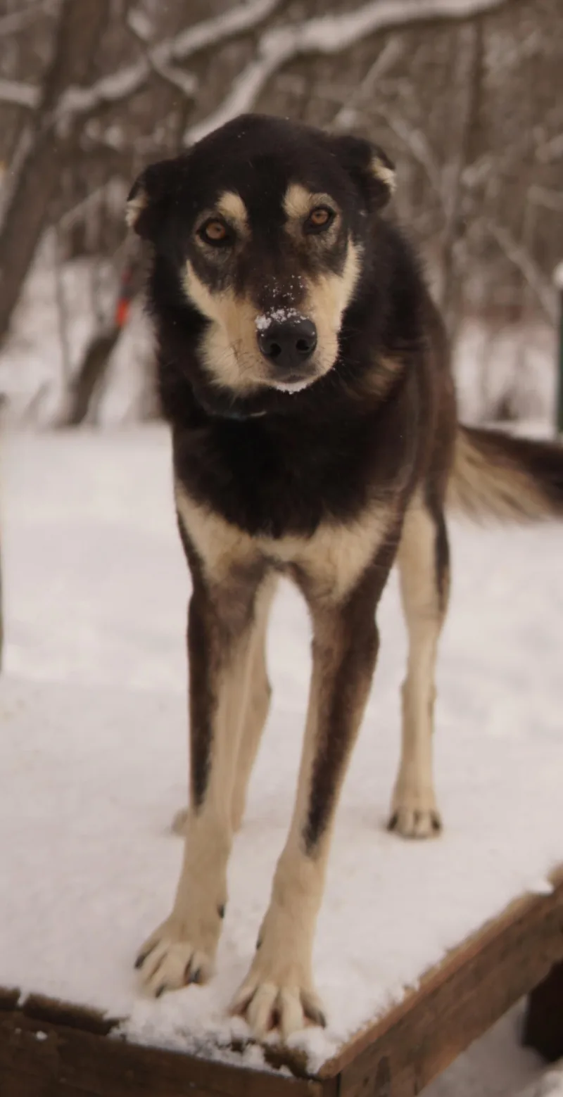 A senior large-sized male Bicolor Husky dog named Crunch for adoption in Jefferson, NH