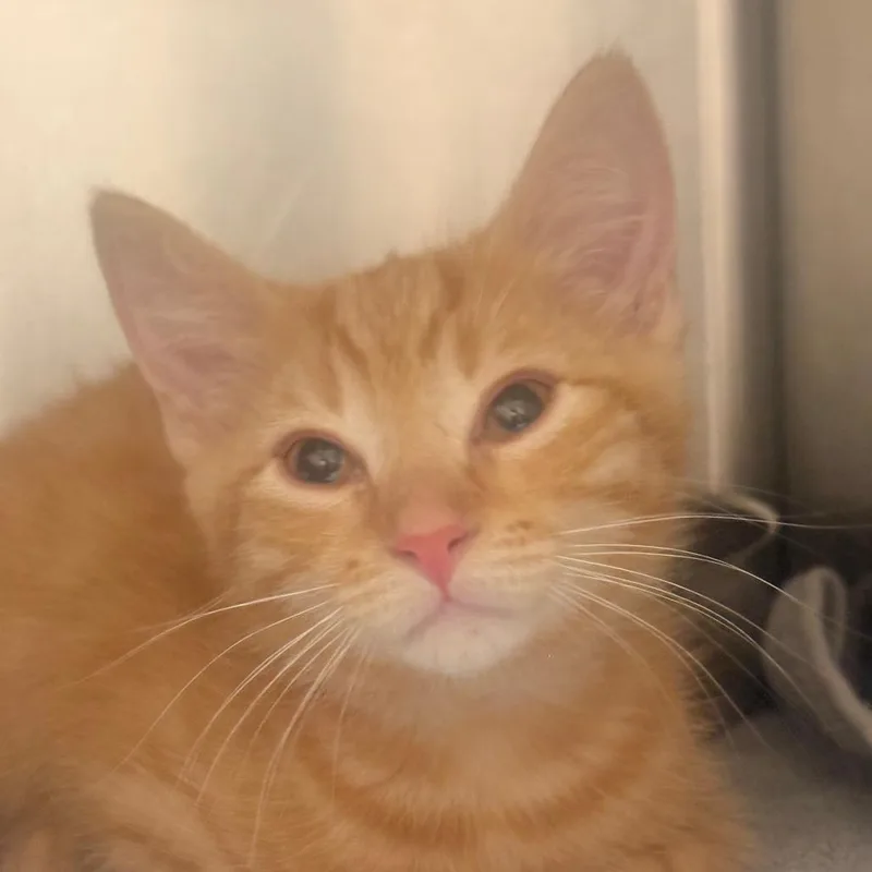 A baby small-sized male Domestic Short Hair cat named Doug Dimmadome for adoption in Winston-Salem, NC