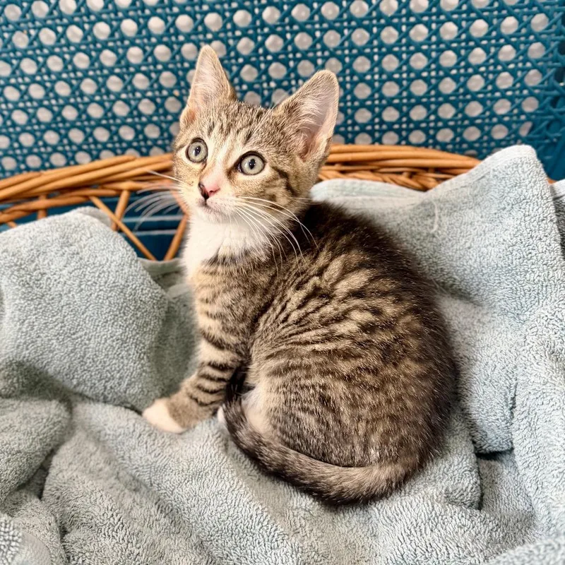 A baby small-sized female Brown / Chocolate Domestic Short Hair cat named Jetty for adoption in Middle Village, NY