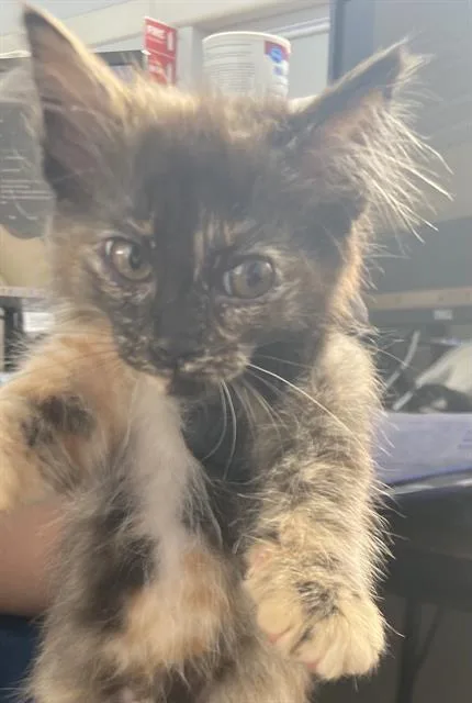 A baby medium-sized female Domestic Medium Hair cat named Aimee for adoption in Dallas, TX