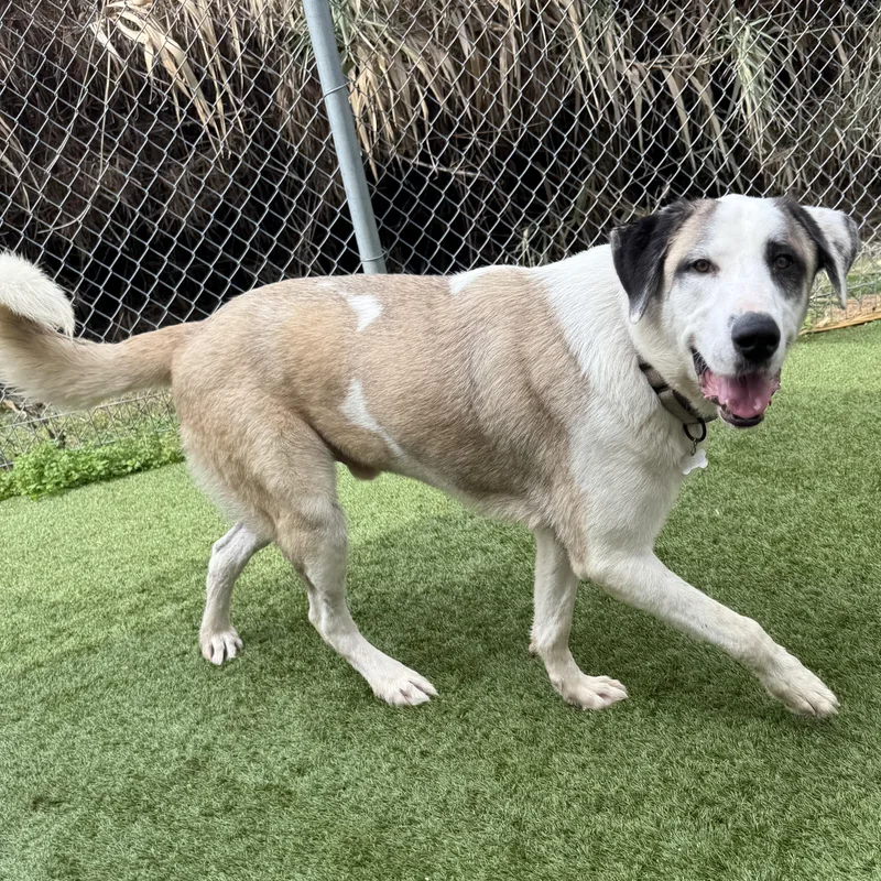 A young large-sized male White / Cream Anatolian Shepherd dog named Kolby for adoption in Houston, TX