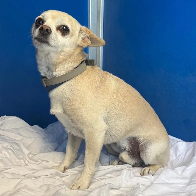 An adult small-sized male White / Cream Mixed Breed dog named 110498 for adoption in Las Cruces, NM