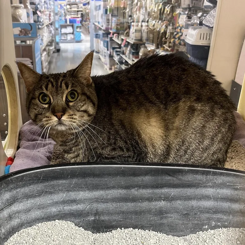 An adult medium-sized female Tabby cat named Sheila aka Tabby for adoption in Garland, TX