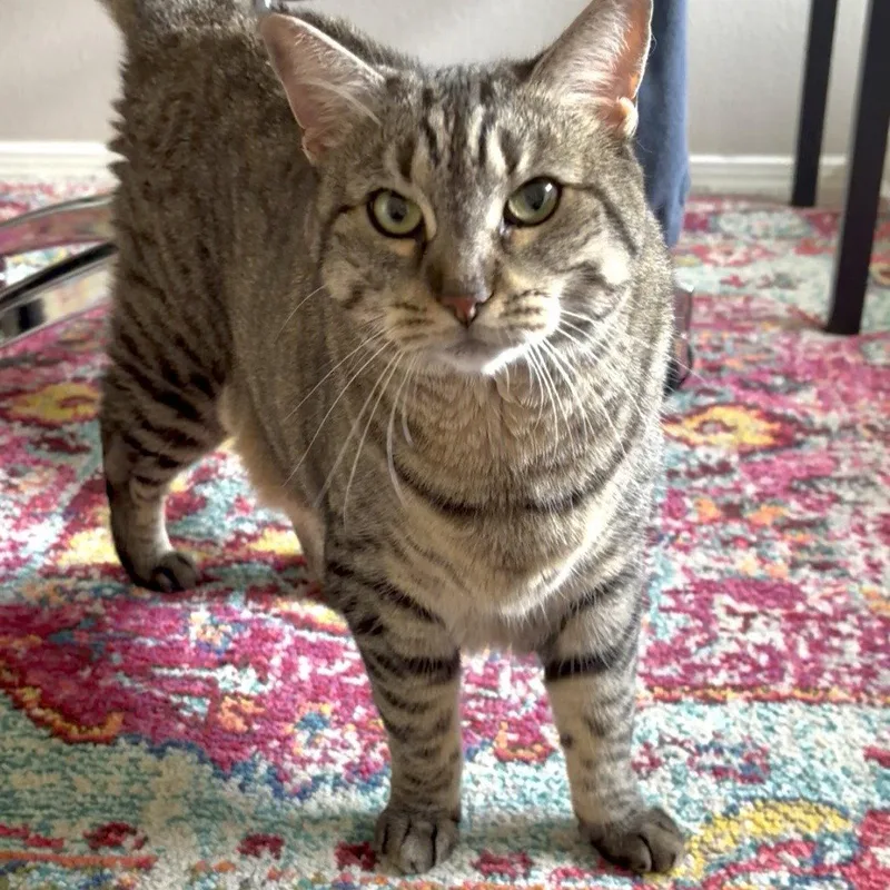 Sheila aka Tabby thumbnail 2