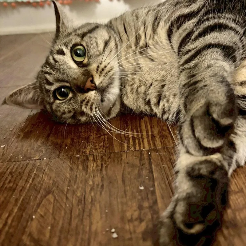 Sheila aka Tabby thumbnail 3