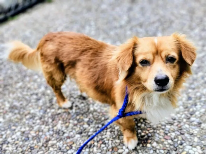 An adult small-sized male Dachshund dog named Toby for adoption in Houston, TX