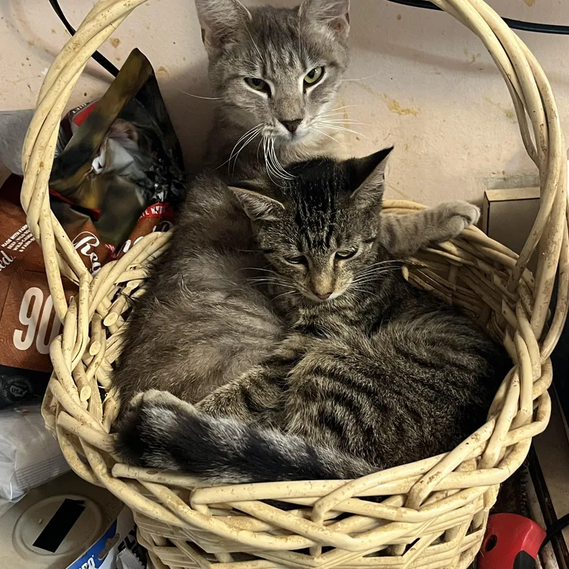 Truckie  Addison  thumbnail 2