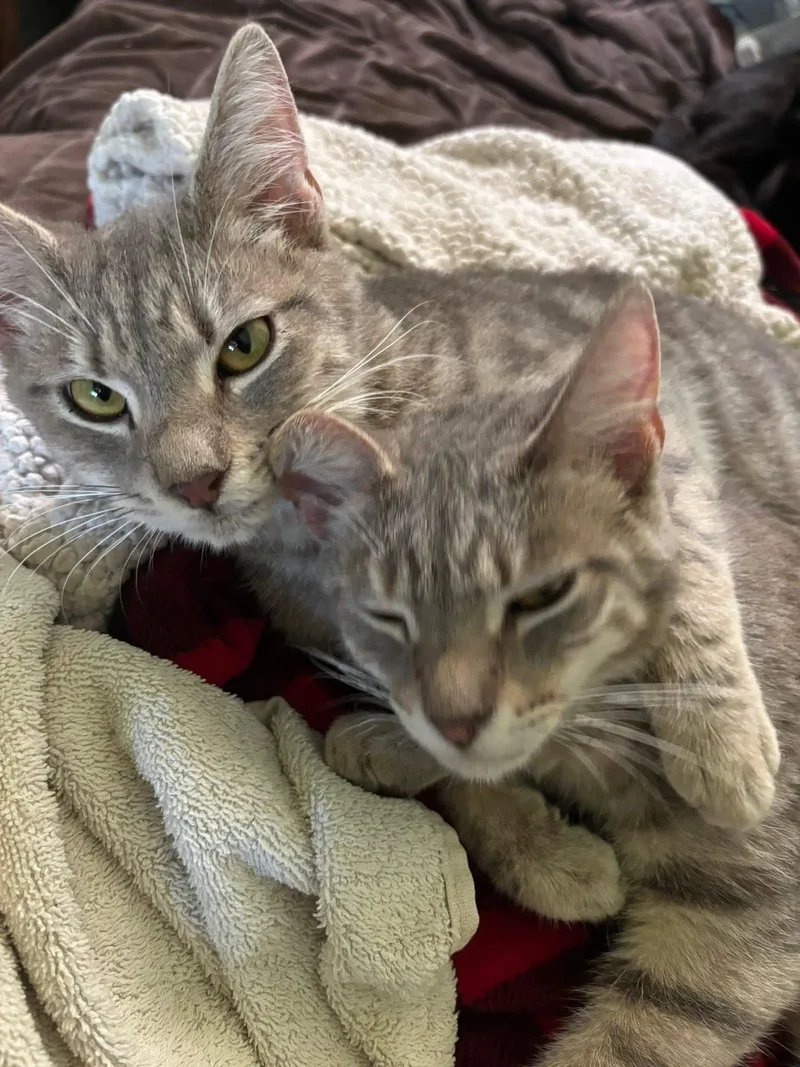 Truckie  Addison  thumbnail 3