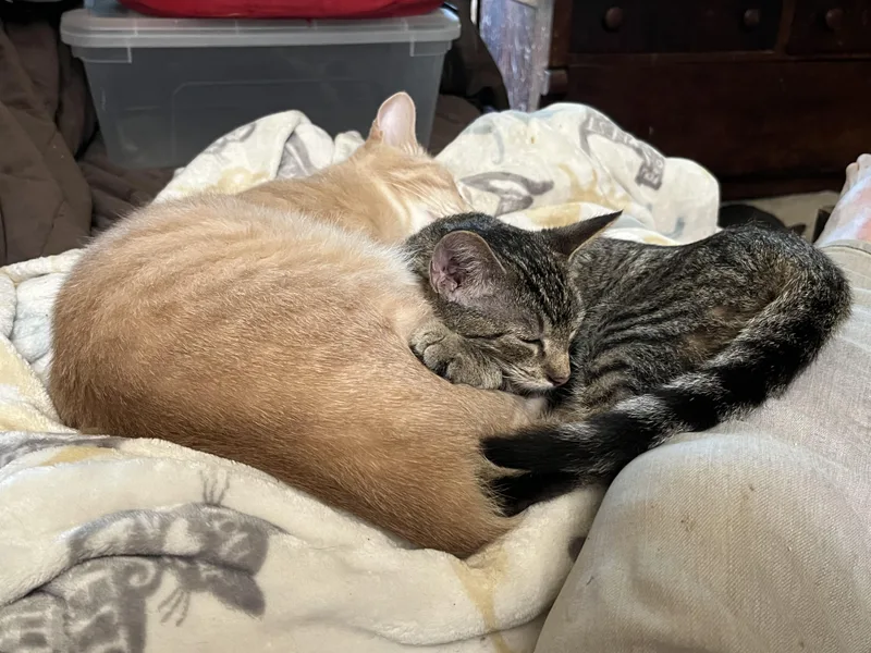 Truckie  Addison  thumbnail 4