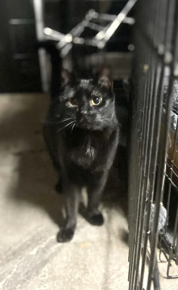 A young small-sized female Domestic Short Hair cat named Sassy for adoption in Patchogue, NY
