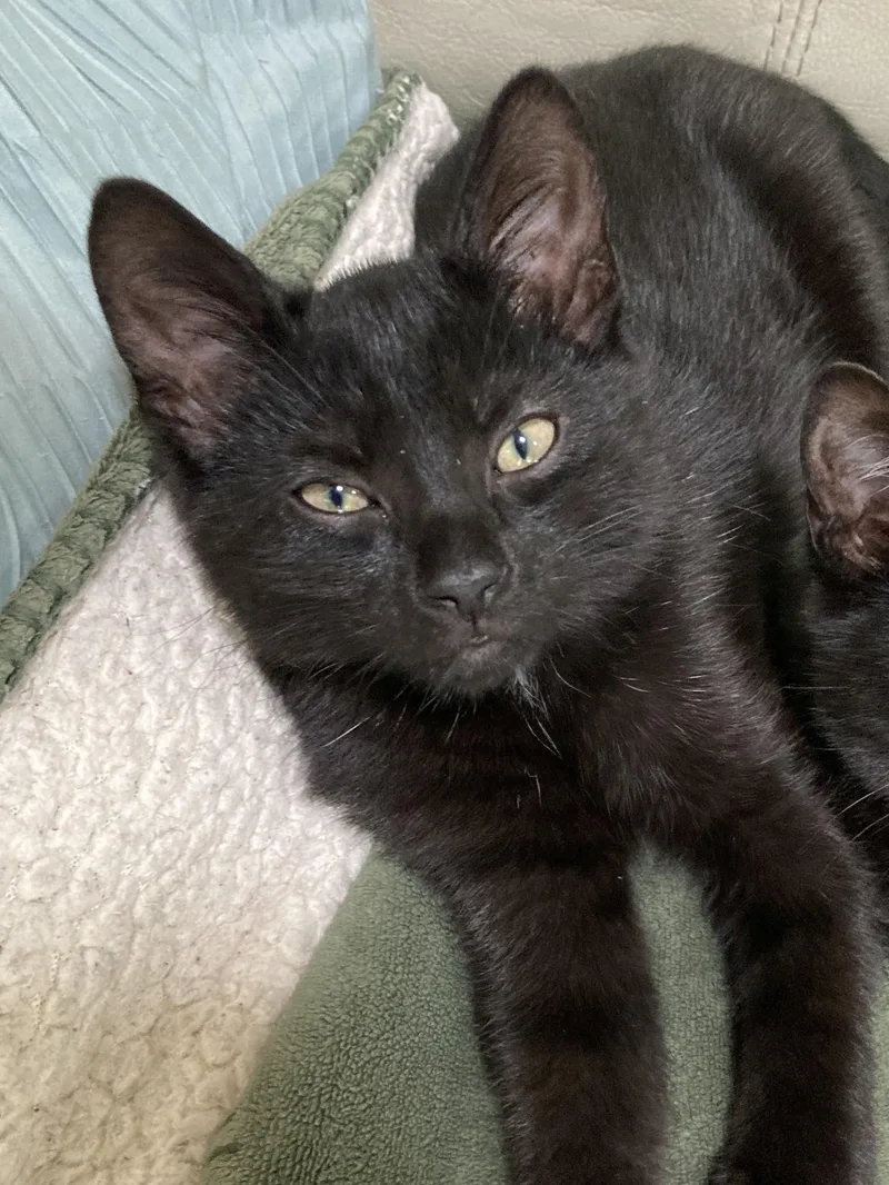 A baby medium-sized male Domestic Short Hair cat named Linus for adoption in Chesapeake Beach, MD