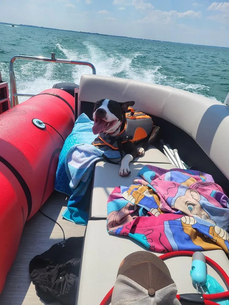 Ferdinand thumbnail 4