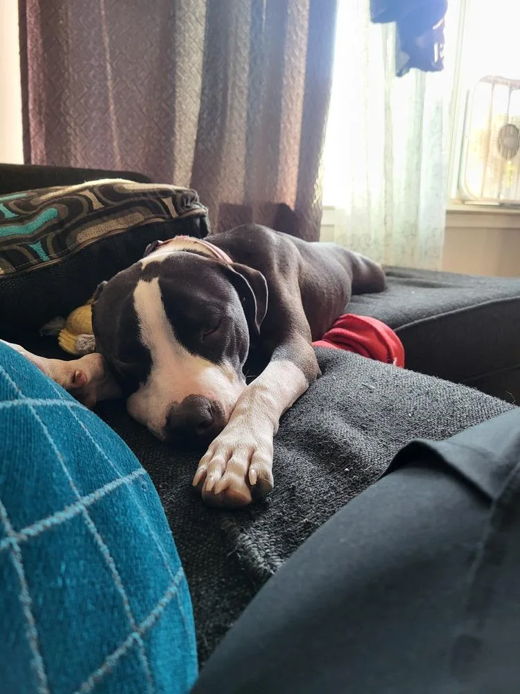 Ferdinand thumbnail 5