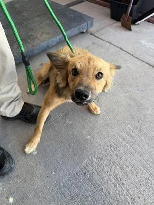 A baby medium-sized female Yellow / Tan / Blond / Fawn Shepherd dog named Girl for adoption in El Paso, TX