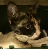 An adult medium-sized female Calico Domestic Short Hair cat named Clove for adoption in Charleston, SC