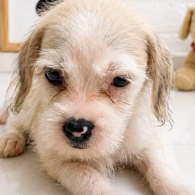 Muffin
