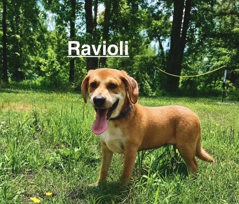 A baby large-sized male Beagle dog named Ravioli for adoption in Princeton, MA