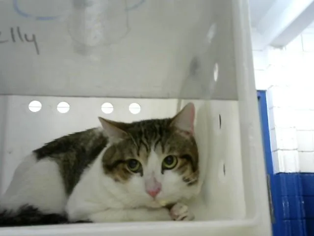 A young medium-sized male Domestic Short Hair cat named Pakistan for adoption in Albuquerque, NM