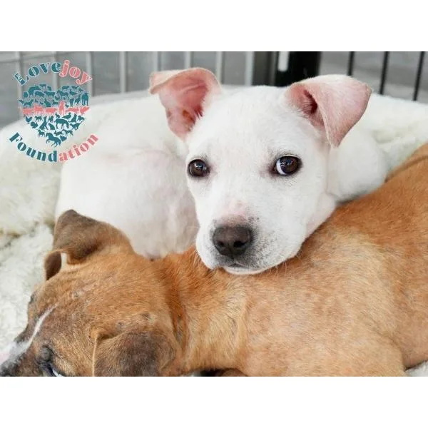 A baby medium-sized female White / Cream Pit Bull Terrier dog named Cashew for adoption in Inglewood, CA