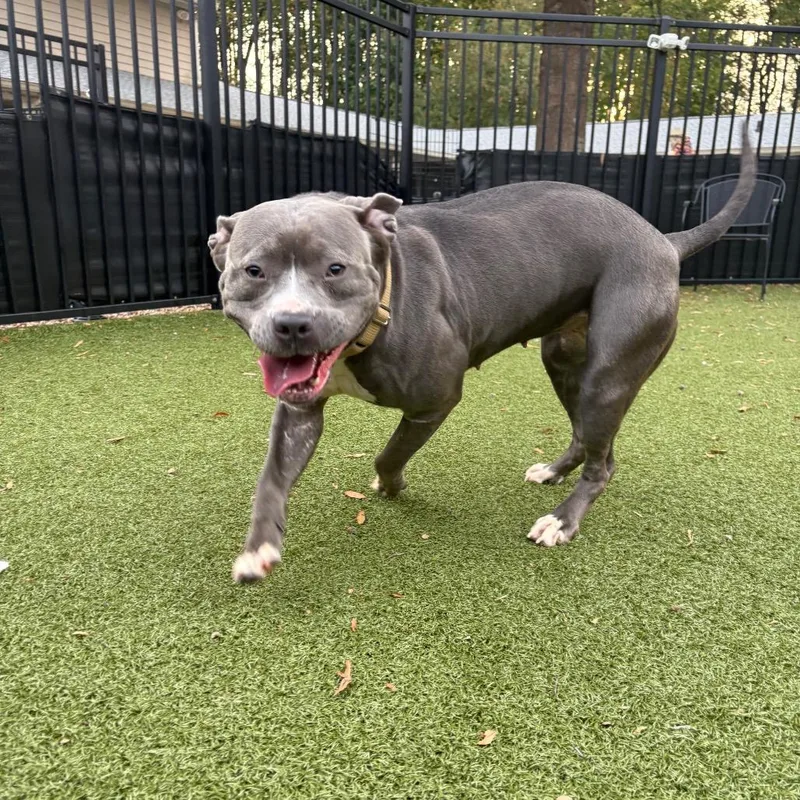 An adult medium-sized female Gray / Blue / Silver Pit Bull Terrier dog named Greta for adoption in Charlottesville, VA