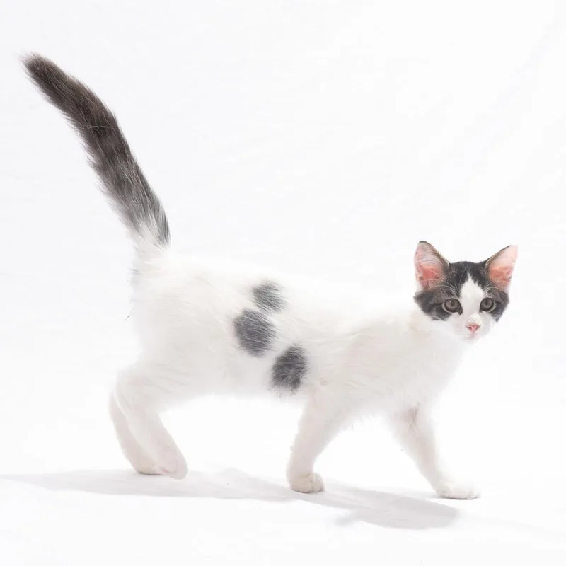 An adult small-sized male White Domestic Short Hair cat named Basil Bitty for adoption in Georgetown, KY