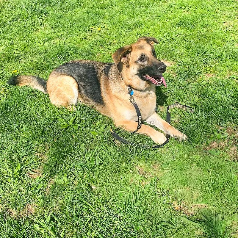 An adult large-sized female Sable German Shepherd Dog dog named Maya for adoption in Millburn, NJ