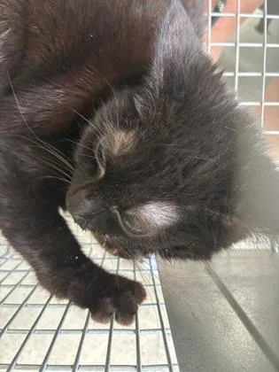 An adult medium-sized female Domestic Short Hair cat named Ouija for adoption in Lafayette, IN