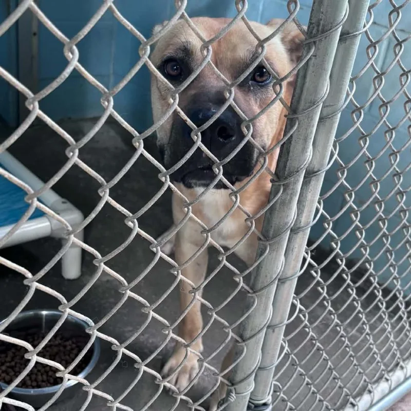 An adult large-sized male Brown / Chocolate Black Mouth Cur dog named Gerald for adoption in Columbus, NC