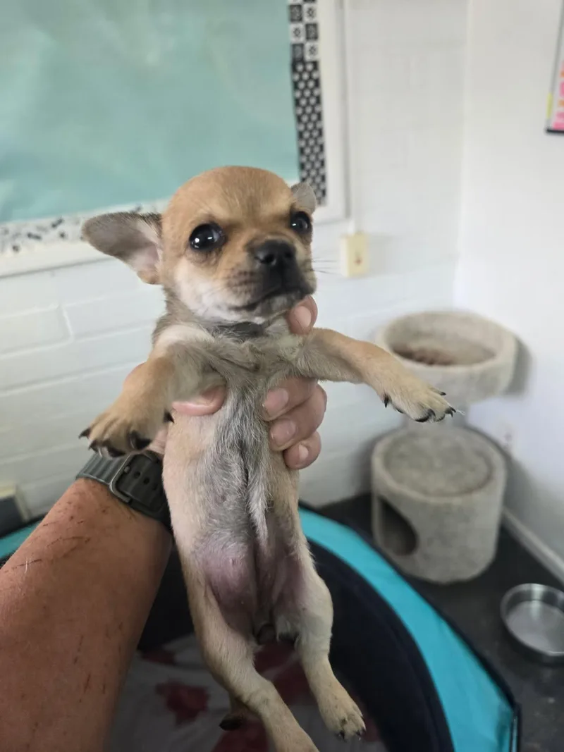 A baby small-sized female Apricot / Beige Rat Terrier dog named Dixie for adoption in Globe, AZ