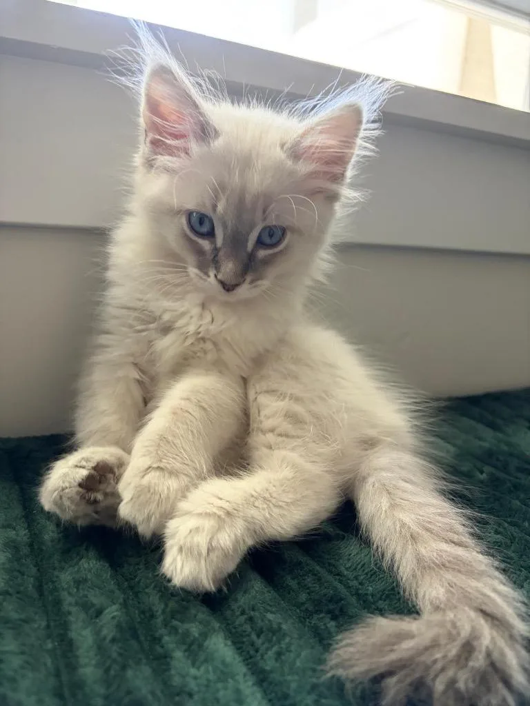 A baby small-sized female Domestic Long Hair cat named Juni for adoption in Ogden, UT