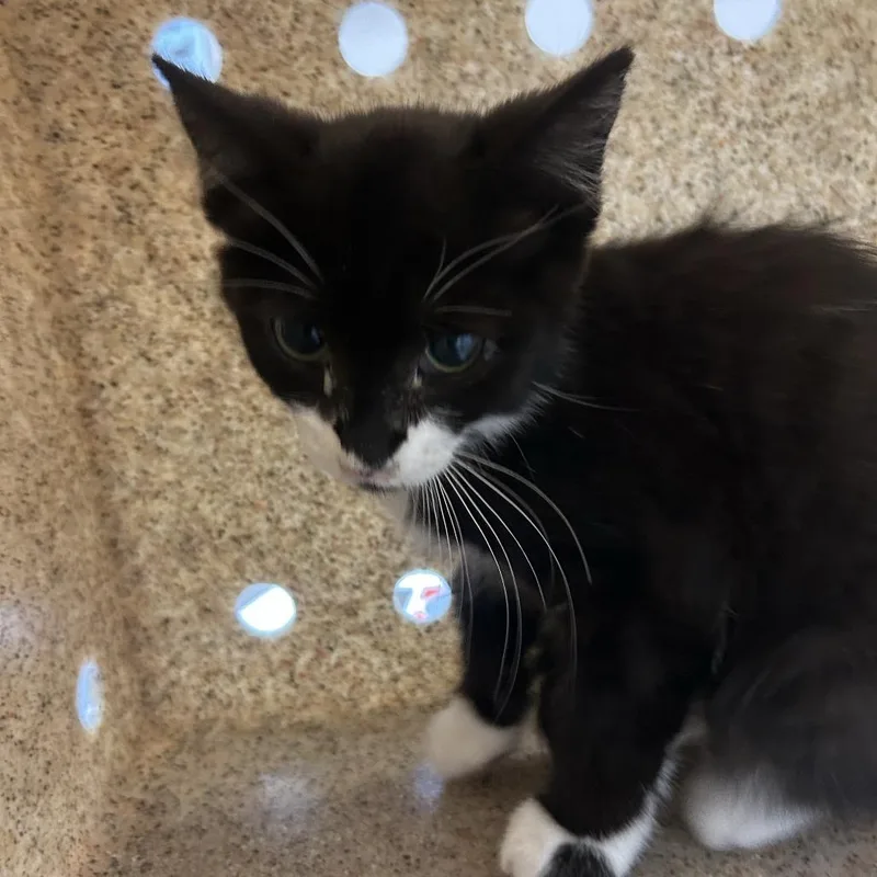 Working Cat Alder