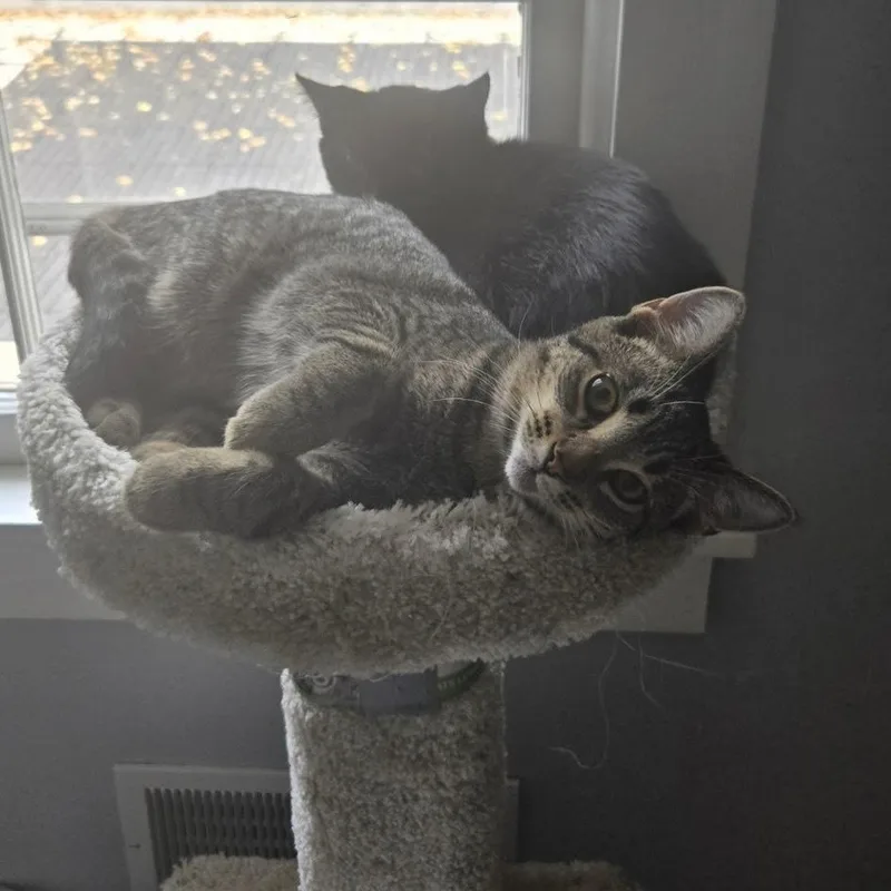 River & Dash thumbnail 2