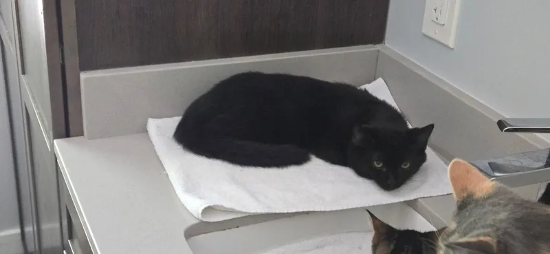 River & Dash thumbnail 3