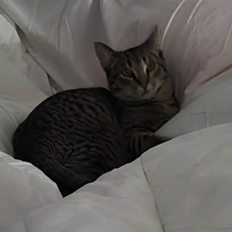 River & Dash thumbnail 4