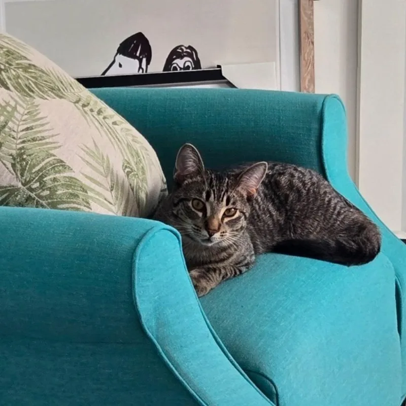 River & Dash thumbnail 5