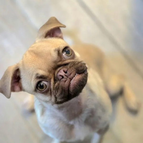 A baby small-sized female Yellow / Tan / Blond / Fawn Pug dog named Lotus for adoption in Alvin, TX