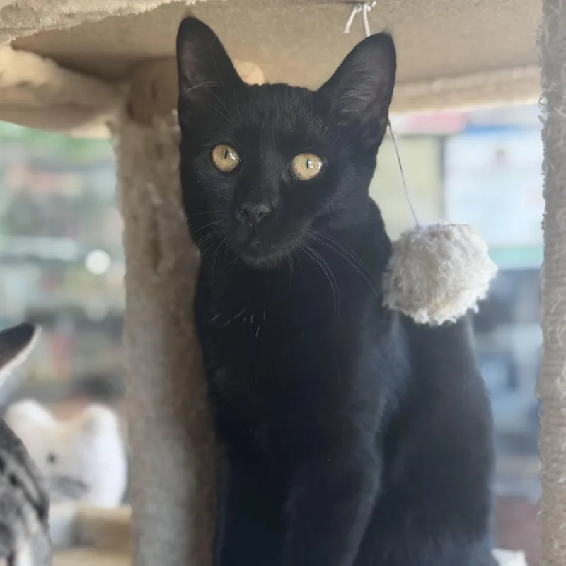 A baby medium-sized female Black Domestic Short Hair cat named Ebony for adoption in East Amherst, NY