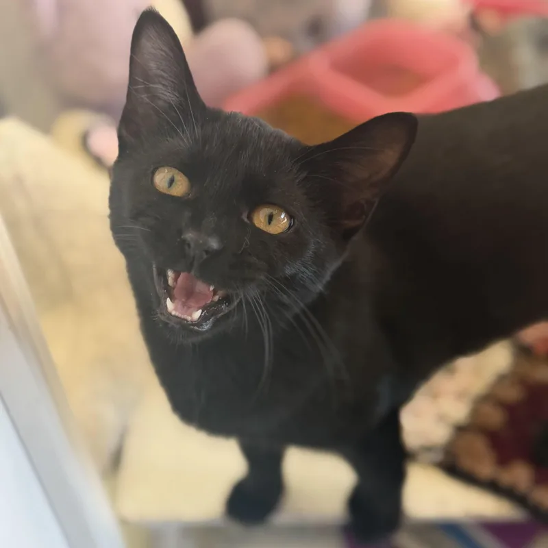 Ebony thumbnail 3