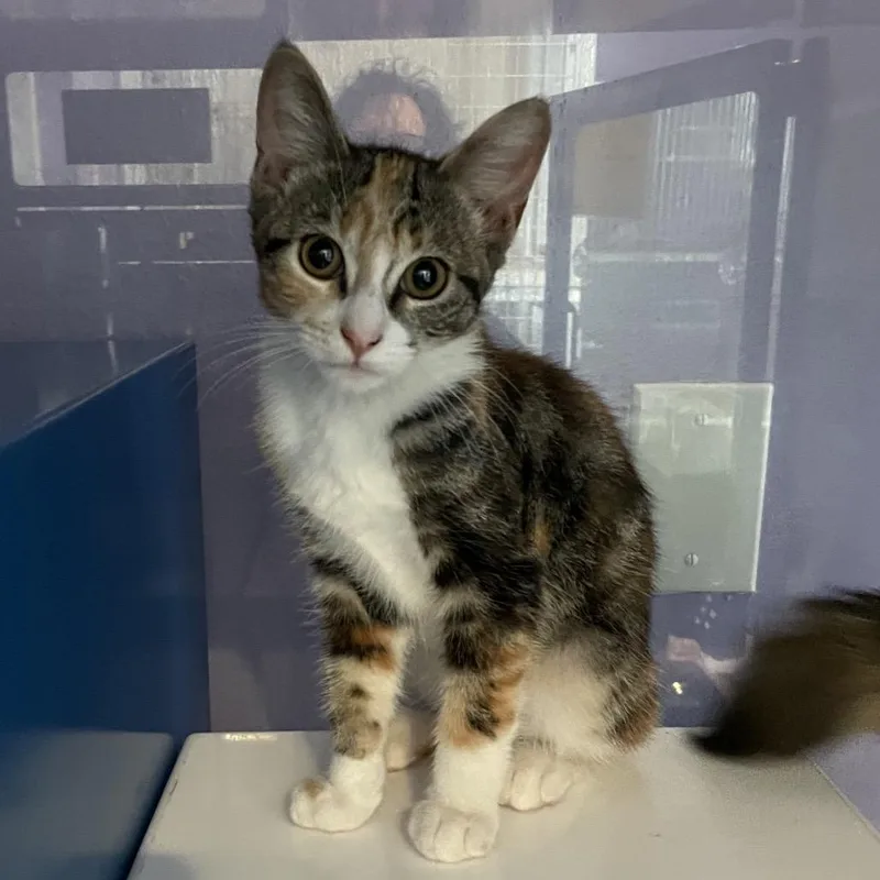 A baby small-sized female Calico Domestic Short Hair cat named Raffle for adoption in Los Angeles, CA