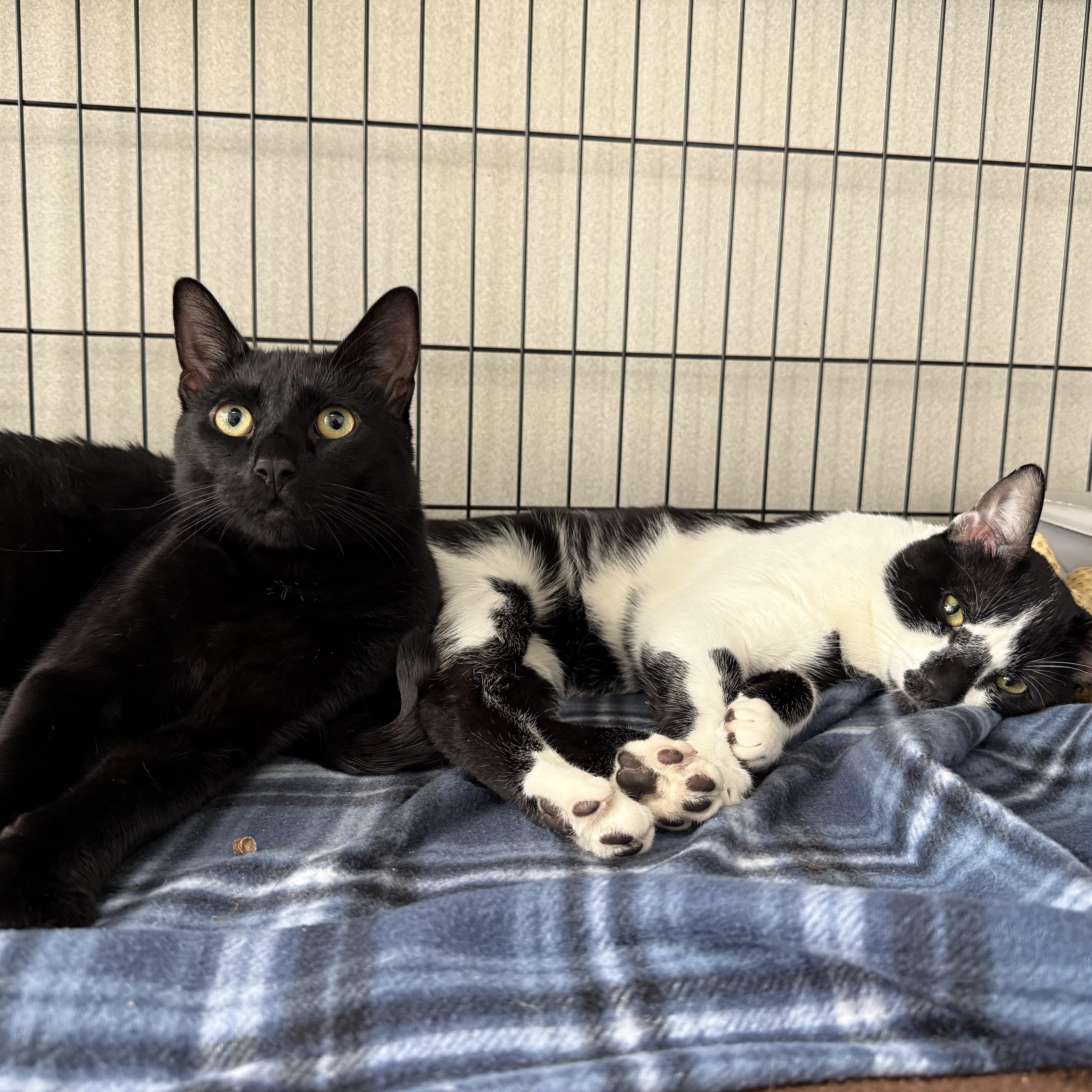 An adult large-sized male Black Domestic Short Hair cat named Walter & Rupert for adoption in West Milford, NJ
