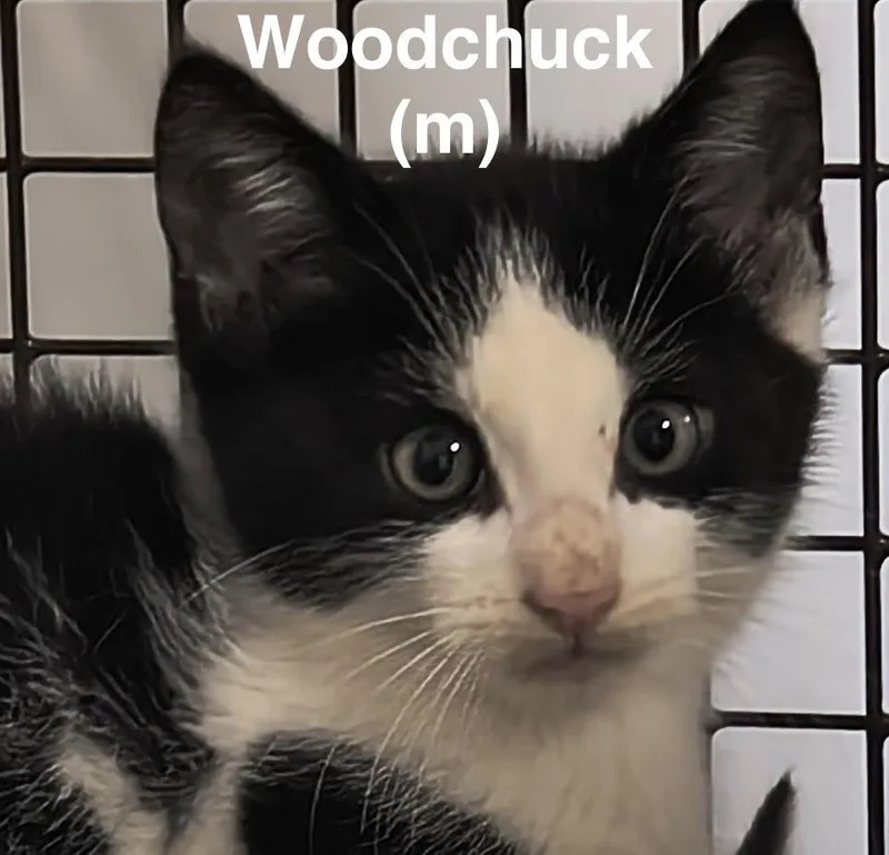 A baby medium-sized male Black & White / Tuxedo Domestic Short Hair cat named Woodchuck for adoption in Saugerties, NY