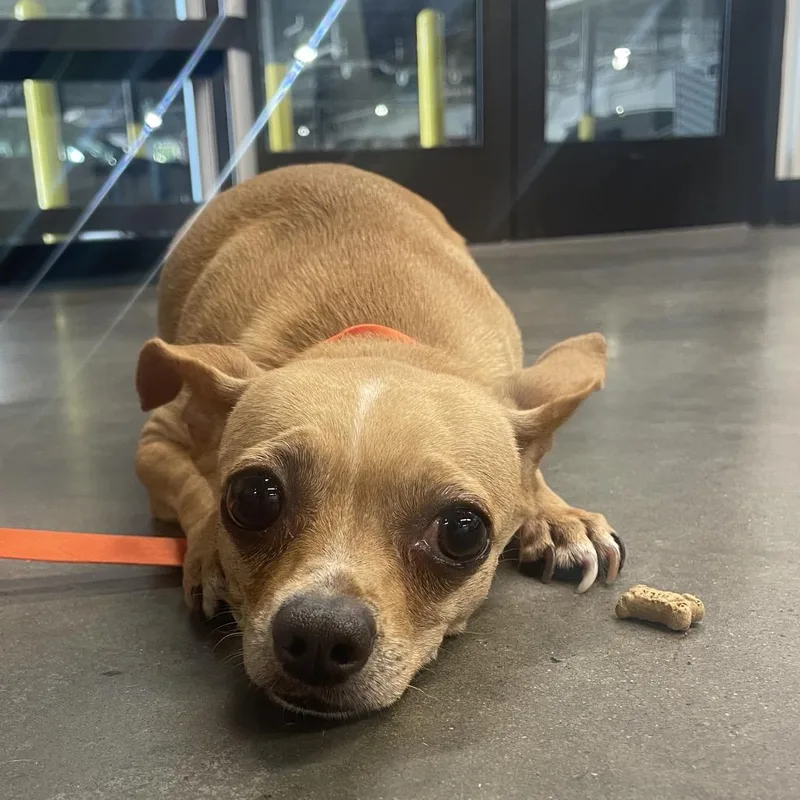 An adult small-sized female Yellow / Tan / Blond / Fawn Chihuahua dog named Vicky for adoption in Tampa, FL