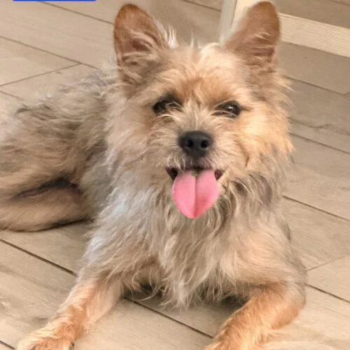 A young small-sized female Brown / Chocolate Norwich Terrier dog named Luna for adoption in Tampa, FL