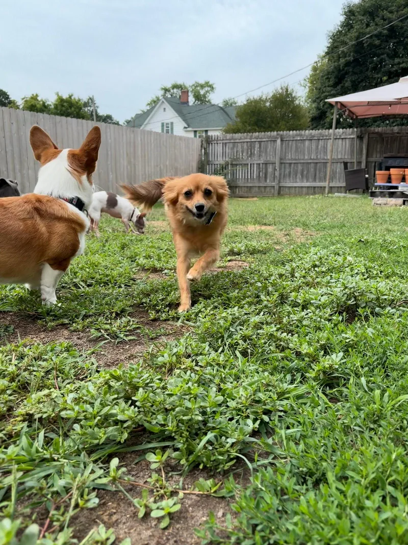 A young medium-sized female Pomeranian dog named Milli Bobbi Brown for adoption in Utica, MI
