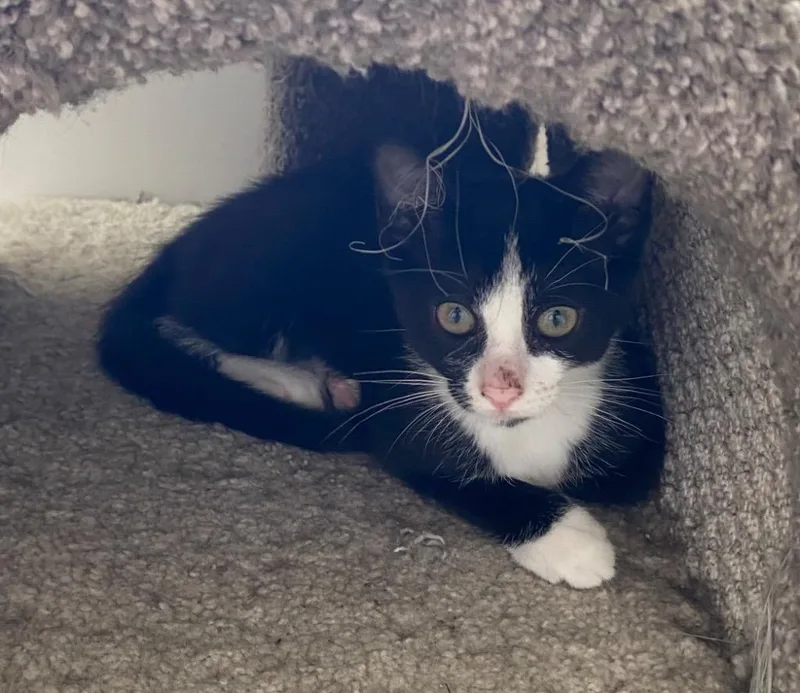 A baby medium-sized female Domestic Short Hair cat named Robin for adoption in Cumming, GA