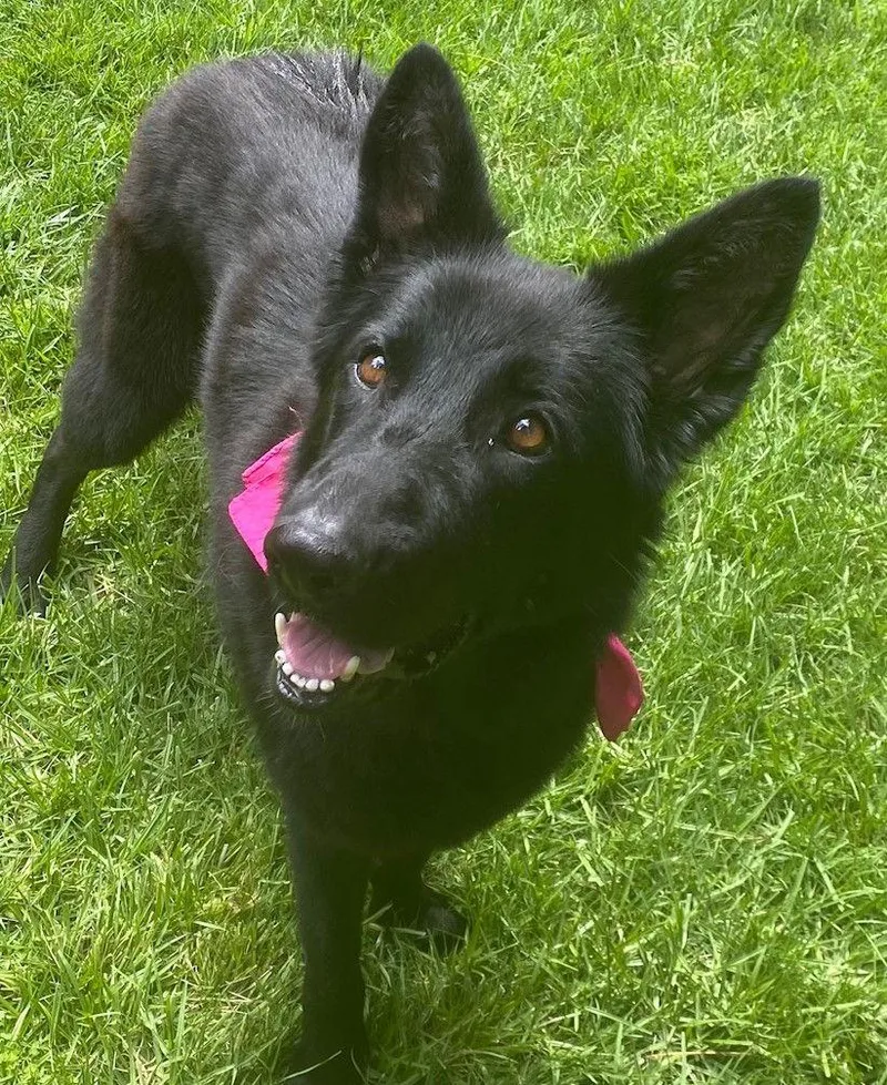 Nezhonic thumbnail 3