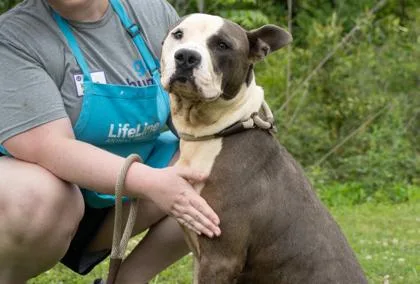 An adult large-sized male Pit Bull Terrier dog named Barbados for adoption in Atlanta, GA