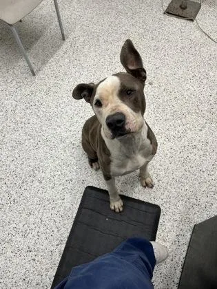 Barbados thumbnail 3