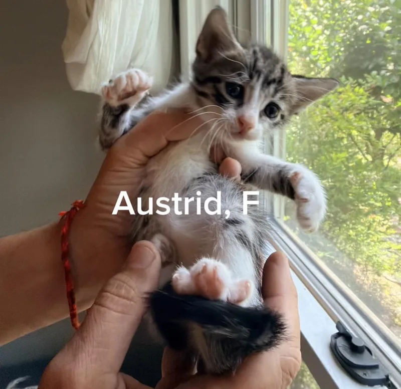 A baby small-sized female Tabby (Brown / Chocolate) American Shorthair cat named Austrid for adoption in Shrewsbury, MA